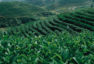 非洲茶叶展现商机