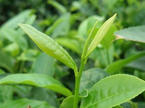 中茶302 早生优质绿茶新品种