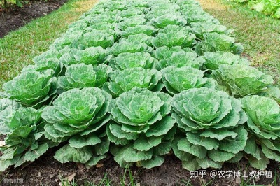 很常见的一种绿叶蔬菜,明年地里种几亩,产量大、单价高